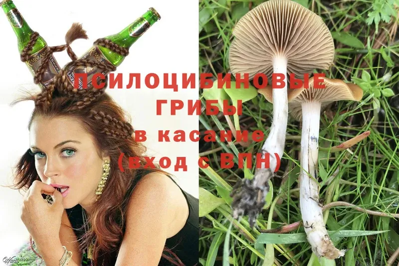 Галлюциногенные грибы MAGIC MUSHROOMS  наркота  Алагир 